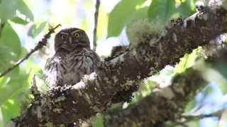 El mismo Chuncho cantando canto del Chucnho Huallerehue Chile [upl. by Berners679]