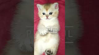 Gentle kitty British Golden chinchilla  British Shorthair golden shaded kitten BSH ny11 [upl. by Mcclary245]