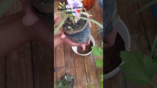 Repotting of maxican pitunia ❤️ plant repotting update1balconygarden hardyplants plants [upl. by Calderon]