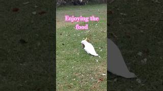 White cockatoo enjoying the food shorts cockatoo animal [upl. by Laurent392]