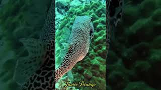 amazingpufferfisharothronstellatusscubadivingunderwatervideographymoalboalcebu🇵🇭 [upl. by Okoy]