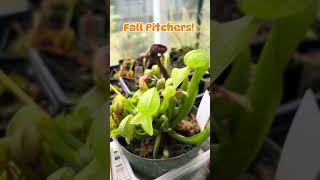 Sarracenia In October Fall pitchers carnivorousplant garden pitcherplant carnivorousplants [upl. by Ed]