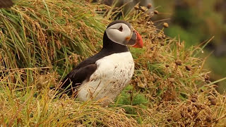 Islande  Macareux moines  Atlantic Puffin [upl. by Tonkin]