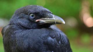 Nictitating membrane on a sleepy juvenile American crow [upl. by Emlynne48]