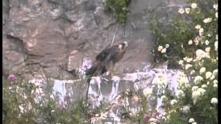 Peregrine Falcons at Warton Crag Lancashire UK [upl. by Rozele]