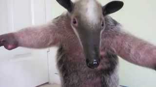 Anteater Frightens Baby Kangaroo [upl. by Philips]