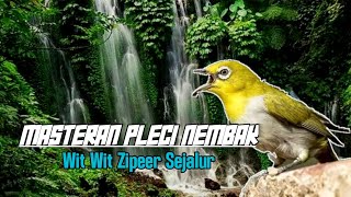 MASTERAN PLECI NEMBAK WIT WIT ZIPPER [upl. by Attela828]