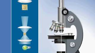 Principle of operation of the light microscope [upl. by Nnoved]