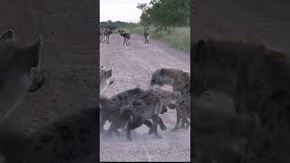 The secret rivalry between hyenas and wild dogs [upl. by Zandt472]