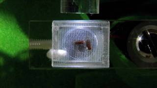 Drosophila Courtship Song  Genetics  University of Leicester [upl. by Litch395]