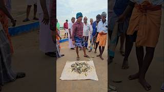 🐠🐟 Adaa adaaa daaa super fresh fish auction at mallipattinam harbour seafood fishing prawns [upl. by Nileuqcaj]