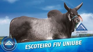 Escoteiro FIV Uniube [upl. by Hecklau]