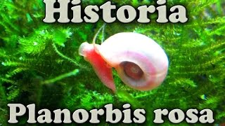 Historia sobre mis caracoles Planorbis rosas [upl. by Ferdinana954]