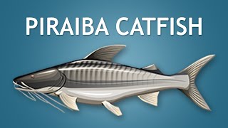 Elltharis  PIRAIBA CATFISH 5★ [upl. by Ayrad]