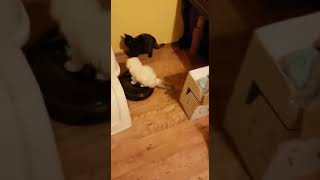 Irobot roomba cat car Kot jeździ na odkurzaczu [upl. by Sleinad777]