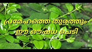 Anti diabetic Plant ChakkarakolliKaipakirattaGymnema sylvestre [upl. by Latonia]