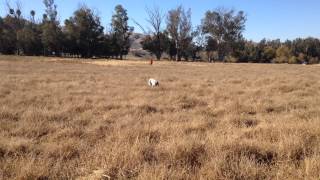 Our Braque DAuvergne puppy pheasant hunt training [upl. by Yuzik662]