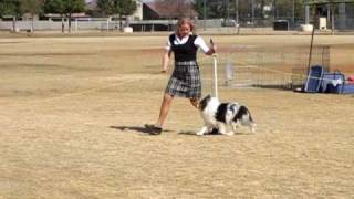 AKC Shetland Sheepdog Sheltie Dog show in Arizona [upl. by Aikmat773]