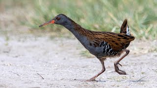 WATER RAIL BIRDSOUND CALLhmetv5490 [upl. by Ariane]