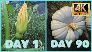 4K  Blue Pumpkin Growing Time Lapse  Success [upl. by Sondra]