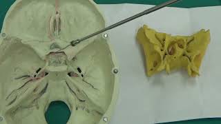 Os sphenoidale 1 Neurocranium Laboratuvar videoları ıAnatomi İnsan Anatomisi TUS DUS SBF [upl. by Akimit]