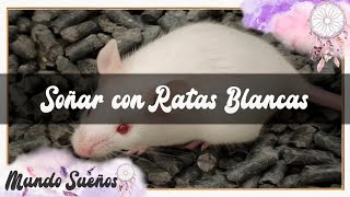 SOÑAR 😴 CON RATAS BLANCAS 🐁 QUÉ SIGNIFICA SOÑAR CON RATAS BLANCAS 😮 PEQUEÑAS BEBES QUE TE MUERDEN ✨ [upl. by Lleroj]