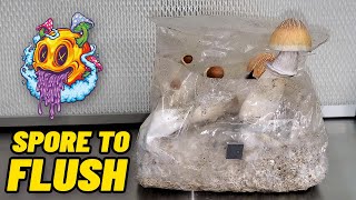 Spore To Flush  ShroomTek All In One Mushroom Bag  Complete Beginners Guide To Growing Mushrooms [upl. by Nnaear212]