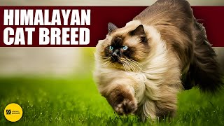 Exciting 101 facts about HIMALAYAN CAT [upl. by Lucretia]