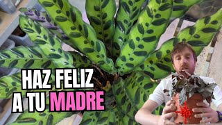 5 PLANTAS DE INTERIOR FACILES QUE REGALAR ☘️ quotAhora mi madre me quiere másquot [upl. by Suivatna]