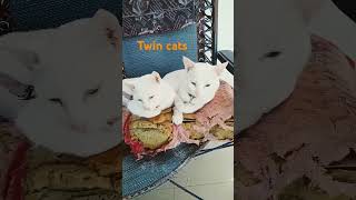 these two cats like twins miggy and sky are friends [upl. by Damalus740]