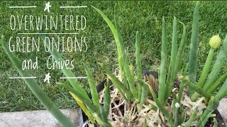 Green Onions and Chives Overwintered in Pots [upl. by Hsirehc]