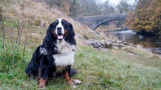 Walking with Bernese Mountain Dog Settle to Stainforth Force Yorkshire Dales [upl. by Gladdy]