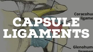 Capsule and ligaments [upl. by Dublin]