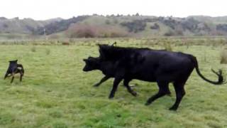 Rottweiler vs Cattle [upl. by Novad]