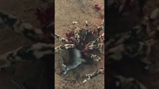 Wild dogs Eat a Waterbuck Alive [upl. by Nrojb]