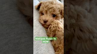 Maltipoo Puppy VS Fully Grown Dog dog puppy puppyvideos dogs maltipoo maltipoofullgrown short [upl. by Llen]