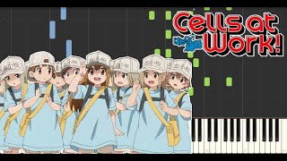 Cells At Work  Sensei Anone FULL VERSION Sheets  MIDI Synthesia Tutorial Piano [upl. by Noy668]