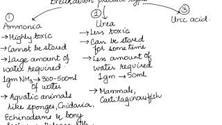 AMMONOTELISM UREOTELISM AND URICOTELISM HUMAN PHYSIOLOGY CH19 PART 2 ISCCBSE 11 [upl. by Leena851]