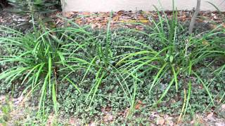 Plants for your XeriscapeLiriope [upl. by Fredenburg]