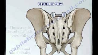 Sacrum amp Coccyx anatomy  Everything You Need To Know  Dr Nabil Ebraheim [upl. by Ahsiuqel]