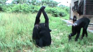 Chimpanzees show grooming handclasp  3 [upl. by Amjan]