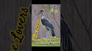 Meet the The Undertaker Bird MARABOU STORKIt loves Bush Firesamp runs towards it for escaping Prey [upl. by Emiline]