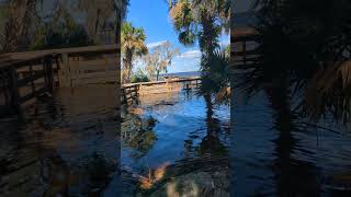 Hurricane Milton Caused Lake Jesup to Flood Overlook Park amp Pier amp Hear Red Bellied Woodpecker [upl. by Naujak]