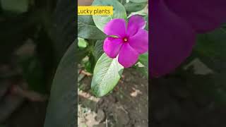 lucky plants plants gardeng farming vlogeer love 🌸🌸 [upl. by Bolte]