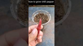 how to grow chilli seed to plant grow chilli pepper plant [upl. by Ias]