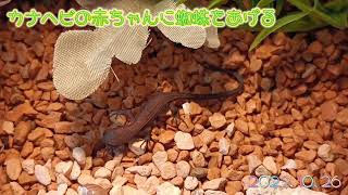 ⚠️閲覧注意⚠️カナヘビの赤ちゃんが蜘蛛をむしゃむしゃ食べる カナヘビ 爬虫類 給餌 捕食 捕食シーン 餌やり 可愛い かわいい [upl. by Repinuj]