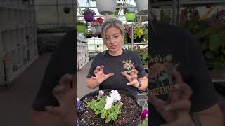 Planting Tutorial Petunias in a weekender basket [upl. by Parthinia]