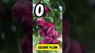 ABC Fruits 🍎🍇  A to Z Fruit Song for Kids  Fun Learning with UZR Learning  abcd kids shorts [upl. by Reizarf]