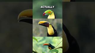 Toucan beaks toucan birds animals [upl. by Claudius]