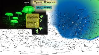 Fungus  Mycena Chlorophos [upl. by Emanuele500]